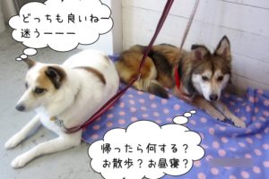 仲良しくつろぐミックス