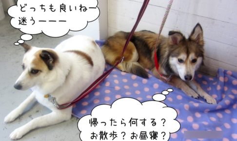 仲良しくつろぐミックス