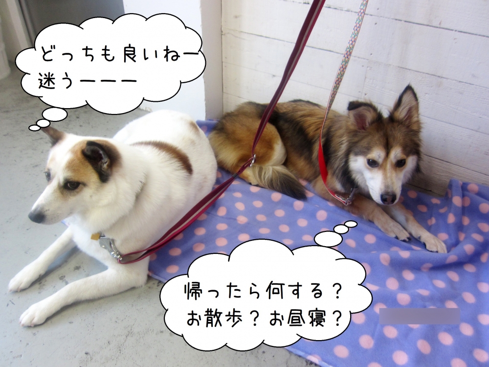 仲良しくつろぐミックス