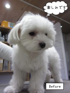カット前マルチーズ