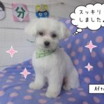 おすましマルチーズ