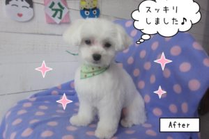 おすましマルチーズ