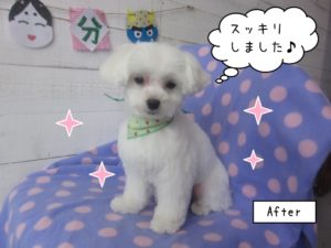 おすましマルチーズ