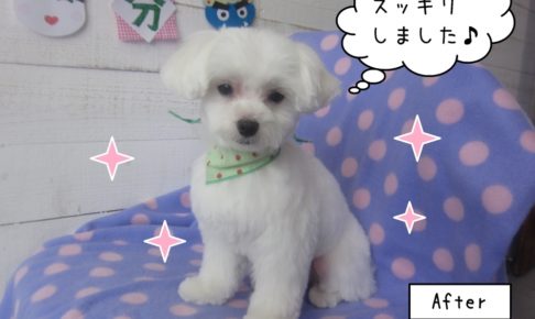 おすましマルチーズ