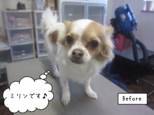 カット前チワワ