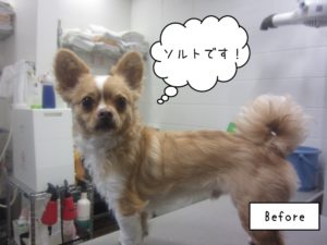 カット前チワワ