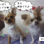 仲良し後チワワ