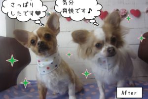 仲良し後チワワ