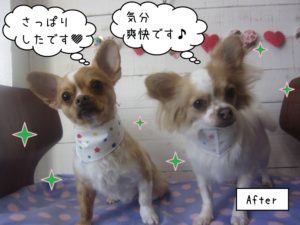 仲良し後チワワ