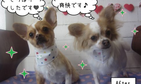 仲良し後チワワ