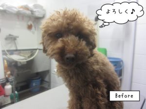 カット前トイプードル