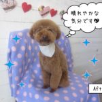 にっこりトイプードル