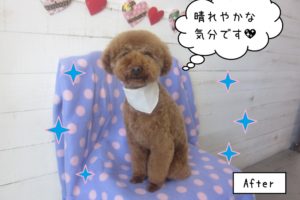 にっこりトイプードル