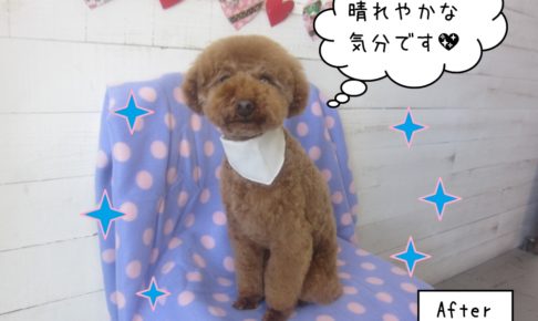 にっこりトイプードル