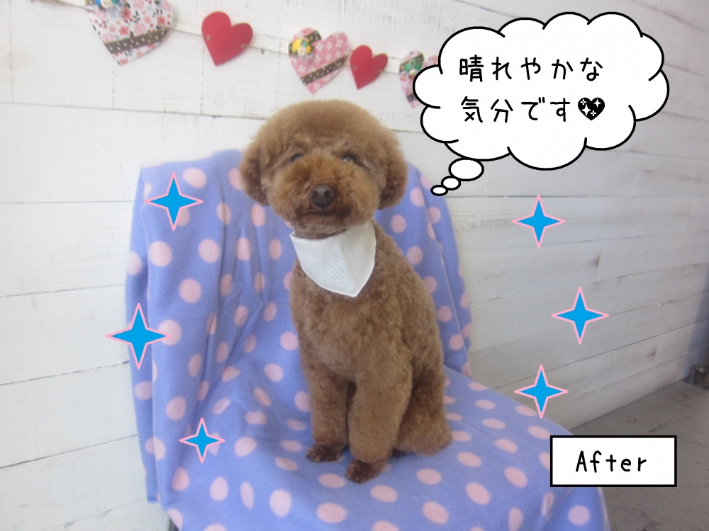 にっこりトイプードル