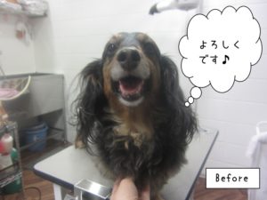 カット前ミニチュアダックス