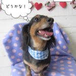 笑顔ミニチュアダックス