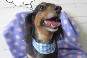 笑顔ミニチュアダックス