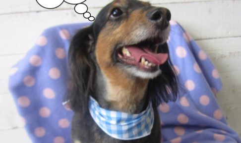 笑顔ミニチュアダックス