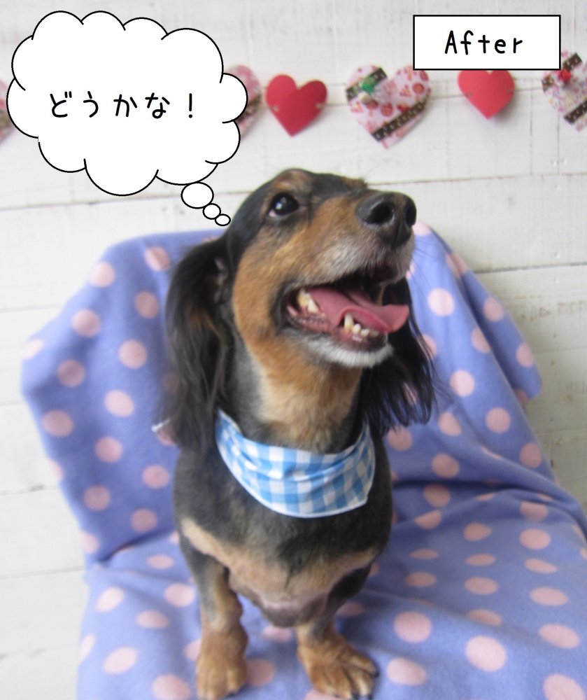 笑顔ミニチュアダックス