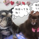 仲良しフレンチブルドッグミックス