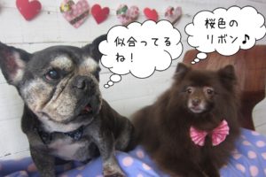 仲良しフレンチブルドッグミックス