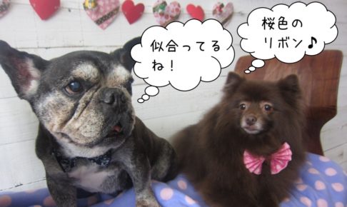 仲良しフレンチブルドッグミックス