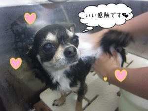 シャンプー中チワワ