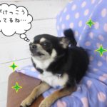 上を向くチワワ