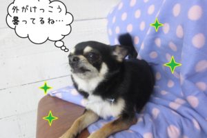 上を向くチワワ