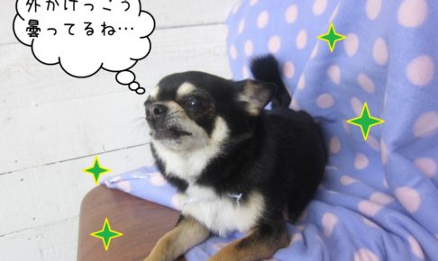 上を向くチワワ