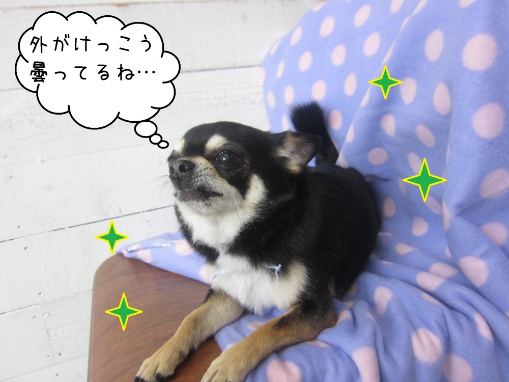 上を向くチワワ