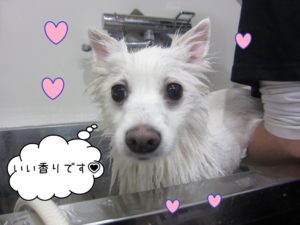 スパ中スピッツ