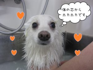 スパ中スピッツ