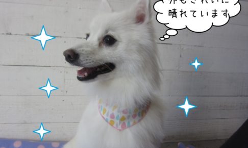 笑顔スピッツ