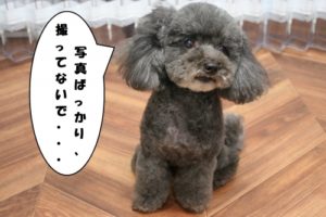 施術後トイプードル