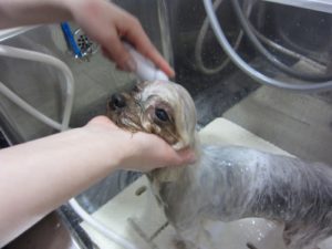 シャンプー中ヨーキー