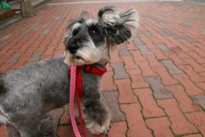 お散歩中Mシュナ