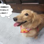 笑顔ミニチュアダックス