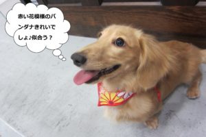 笑顔ミニチュアダックス