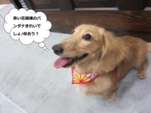 笑顔ミニチュアダックス