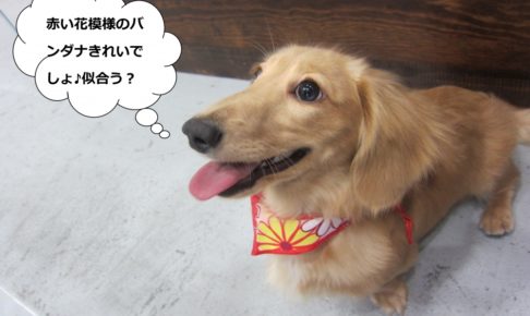 笑顔ミニチュアダックス