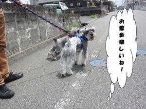 お散歩中Mシュナ