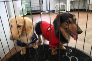 施術後ミニチュアダックス