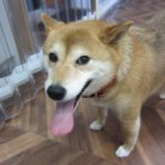 笑顔柴犬