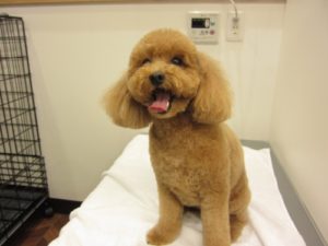 施術後トイプードル