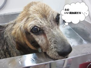 スパ中ビーグル