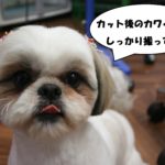 可愛いシーズー