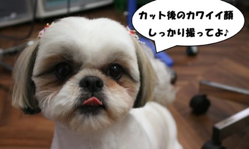 可愛いシーズー