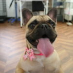 舌出しフレンチブルドッグ